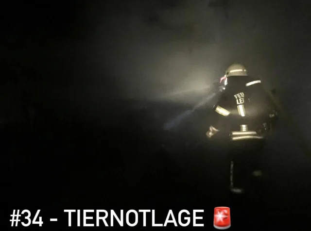 #34 - TIERNOTLAGE 

Das Biotop am Eichbottsee wurde zwei Entenküken zum Verhängnis. 
Dort rein geplumpst wurden Spaziergänger auf die Schreie der Tiere aufmerksam. 
Die Einsatzkräfte bauten eine Brücke zum Schacht im Biotop. 
Die beiden gefiederten Tiere wurden behutsam gerettet und dem Muttertier wieder zugeführt. 
Ente gut - alles gut.